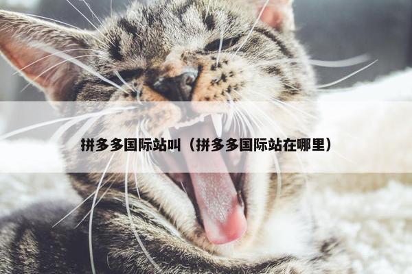 拼多多国际站叫（拼多多国际站在哪里）