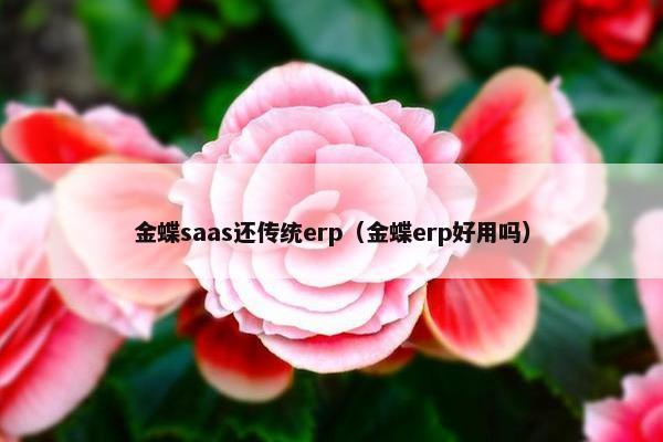 金蝶saas还传统erp（金蝶erp好用吗）