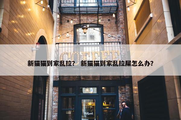 新猫猫到家乱拉？ 新猫猫到家乱拉屎怎么办？