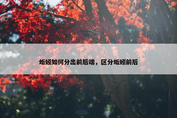 蚯蚓如何分出前后端，区分蚯蚓前后
