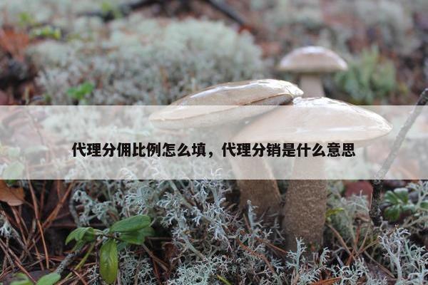 代理分佣比例怎么填，代理分销是什么意思