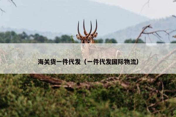 海关货一件代发（一件代发国际物流）
