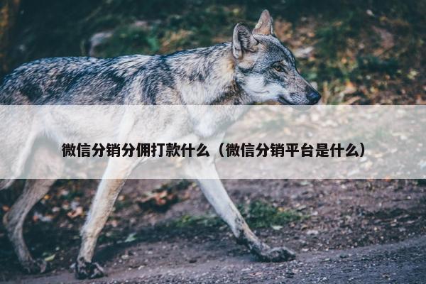 微信分销分佣打款什么（微信分销平台是什么）